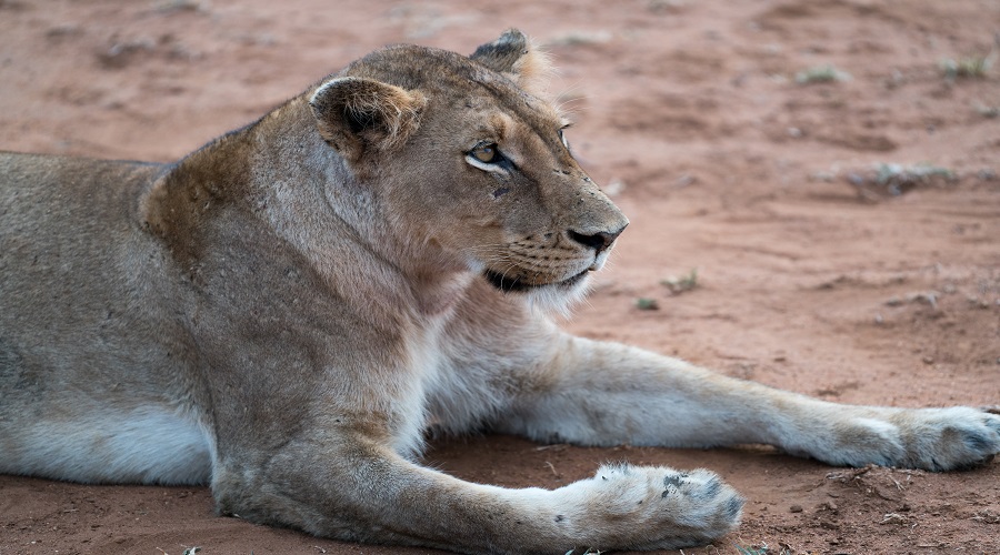 3 Days Northern Circuit Safari